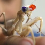 Stereoscopic Mantis
