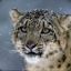 ๖ۣۜSnow Leopard