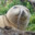 Mr.Kakapo