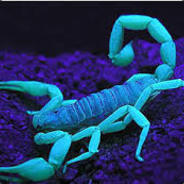 Da_Bug