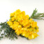 Freesia_04