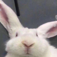 早上起来硬硬的原来是死了