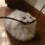 Жёлудь