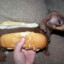 » Hot DoG