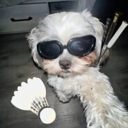 乐观的悲观主义小狗