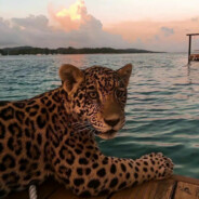 油爆枇杷拌着面