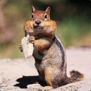 FatassBob - steam id 76561197971071935