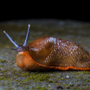 Slimy Slug