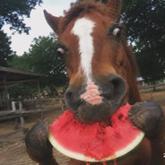Time to Horse Around