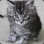 SNARF