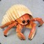 A Wild Crab