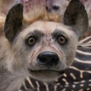 GeYenich - steam id 76561199027511575