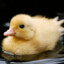 frecklestheduck