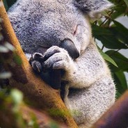 spalona.koala