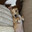 Hammy