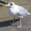 Seagull with Sunglasses