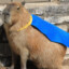 CAPYBARA HERO