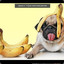 BananaPug/coderex