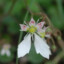 Saxifraga