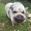 Greased up Pig