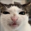 MIAUUU