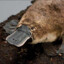 forlorn platypus