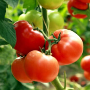 agricultural tomatoes farming