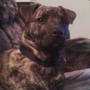 kizzLe - steam id 76561197965520245
