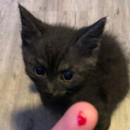 Girl Scout Debt Collector