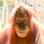 Macaco bolas castanhas