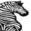 Zebra maray