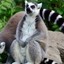 TheSundayLemur