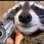 gun_raccoon