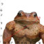 HYPNOTOAD