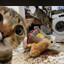 Mr.meow