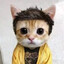 gato de bosta