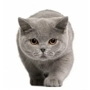 тигр редкий серый