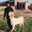 Jamshid