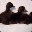 DarkerDuckling1