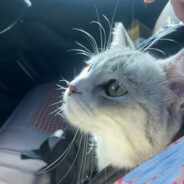 落什么花什么犹美