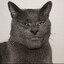 MEOW