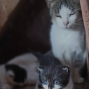 Radu és családja emlékére