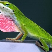 Swole Anole