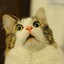 MrCat