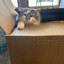 owocat