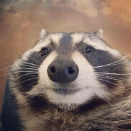 зажратый тюлень