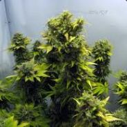 [NOI]Mr.BigBONG WEDA