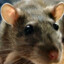 random_rat122