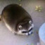 Fattass Raccoon