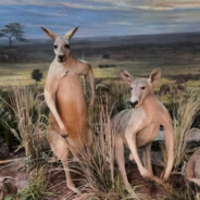 诓骗与非常规攻击